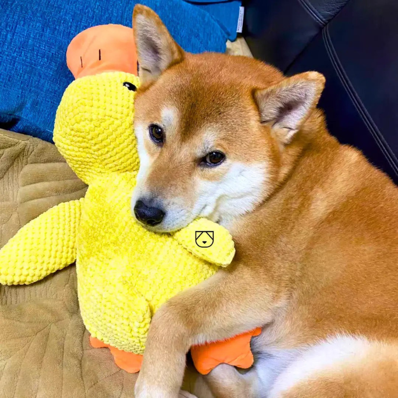 QuackJoy – Quietschendes Hundespielzeug in Entenform für interaktiven Spaß