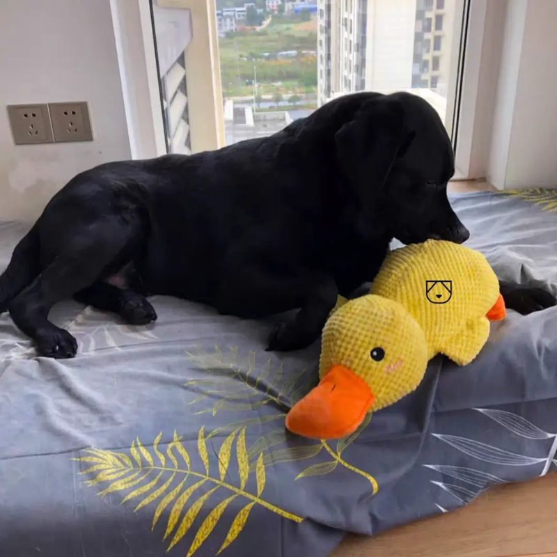 QuackJoy – Quietschendes Hundespielzeug in Entenform für interaktiven Spaß