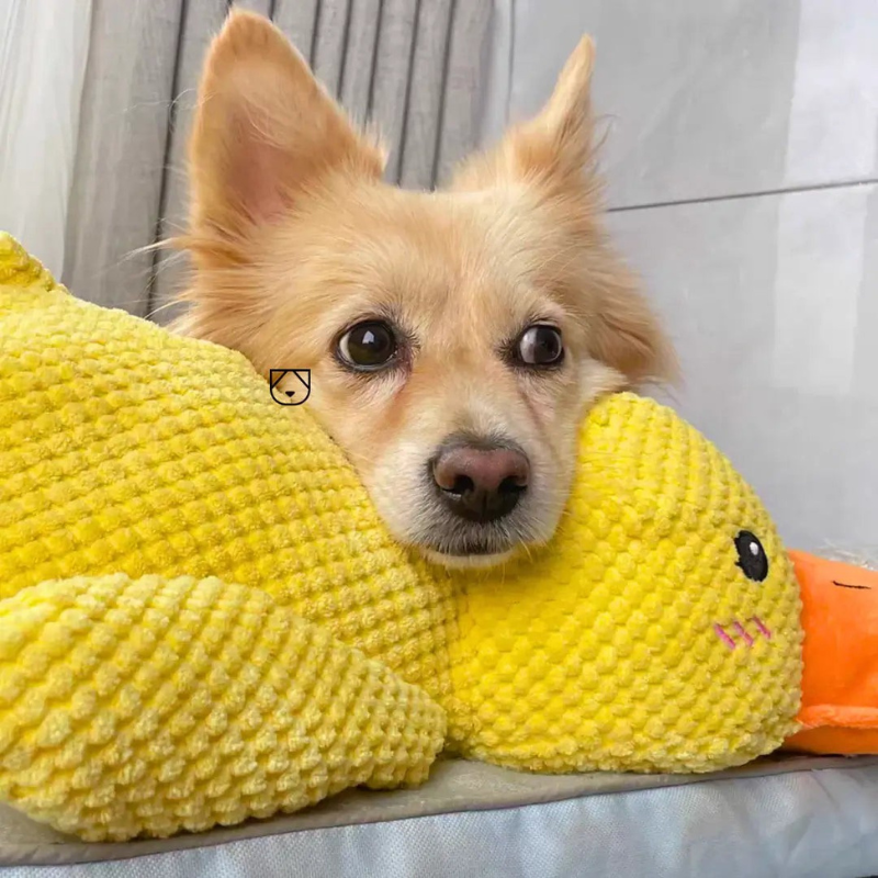 QuackJoy – Quietschendes Hundespielzeug in Entenform für interaktiven Spaß