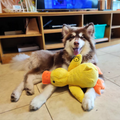 QuackJoy – Quietschendes Hundespielzeug in Entenform für interaktiven Spaß