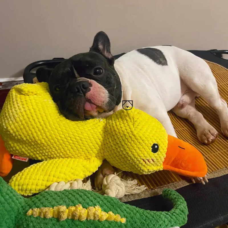 QuackJoy – Quietschendes Hundespielzeug in Entenform für interaktiven Spaß