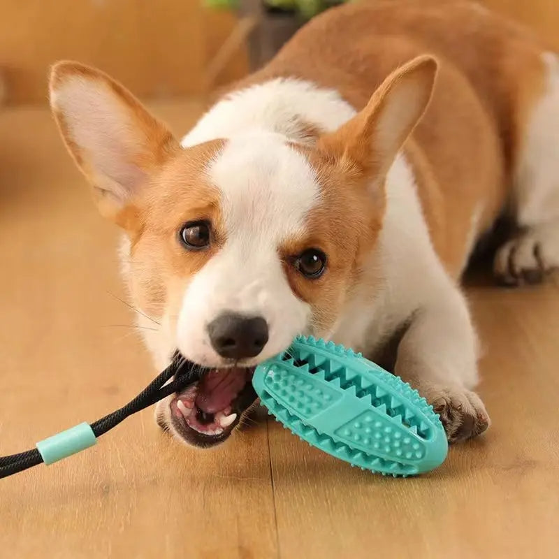 PawGrip – Hundespielzeug mit Saugnapf für Zahnpflege und aktives Spielen