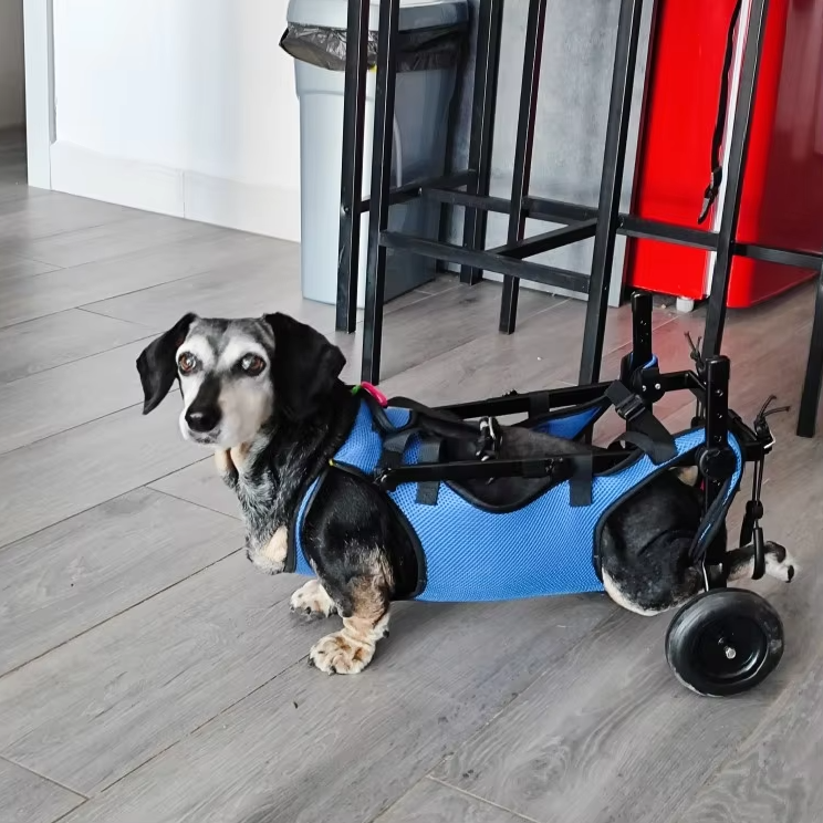 PawStride – Verstellbarer Assistenzrollstuhl für Hunde und Katzen