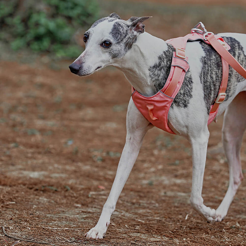 SnugPaw – Atmungsaktives Hundegeschirr mit wasserdichter Multifunktionsleine