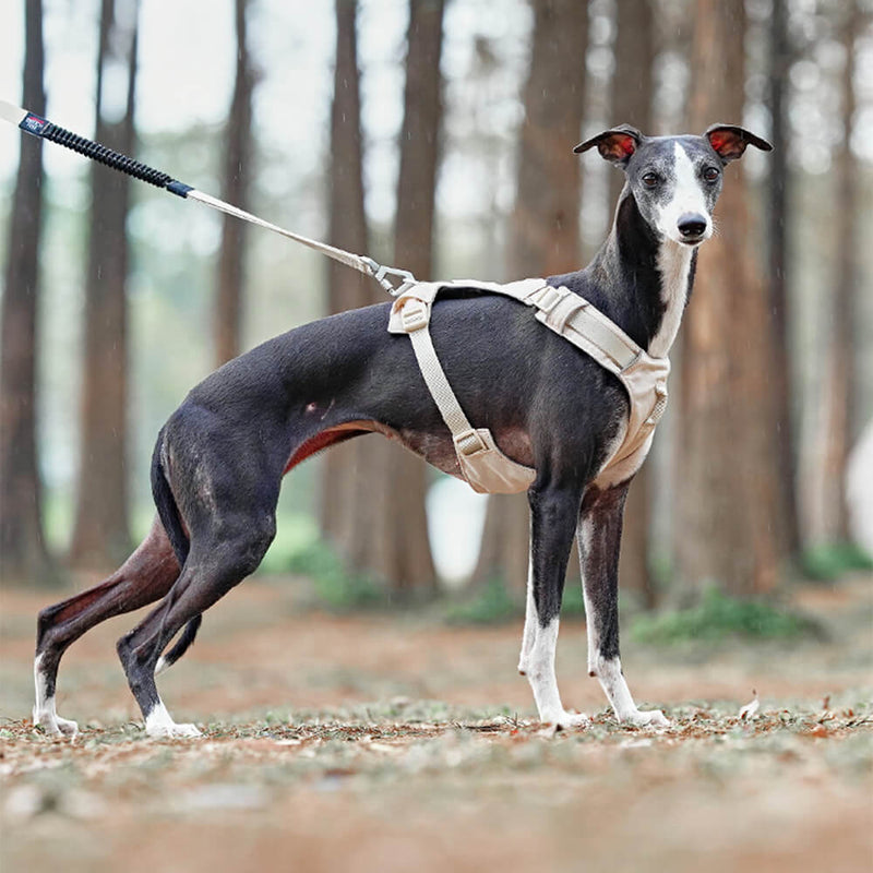 SnugPaw – Atmungsaktives Hundegeschirr mit wasserdichter Multifunktionsleine